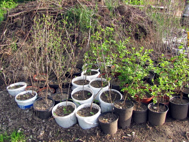 Datei:Getopfte Dirndl Kompost9gr.jpg