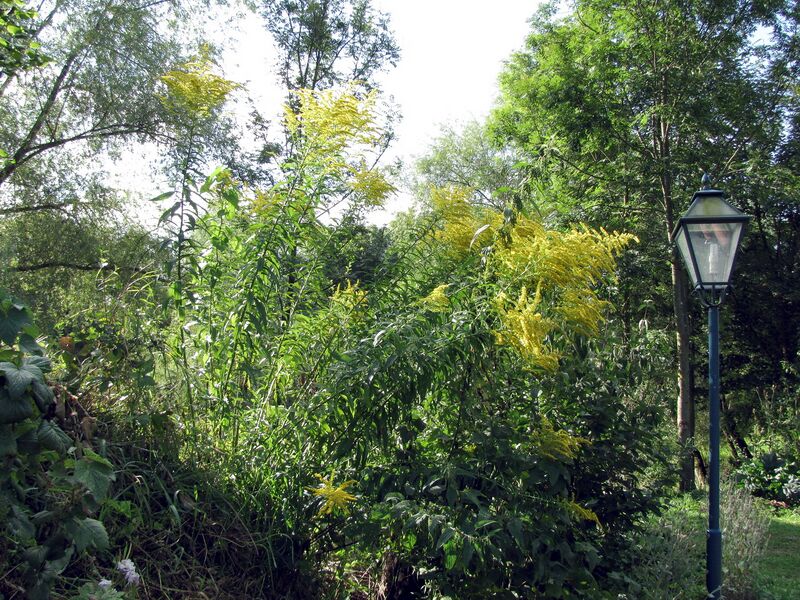 Datei:SG Goldegen hoch5.jpg