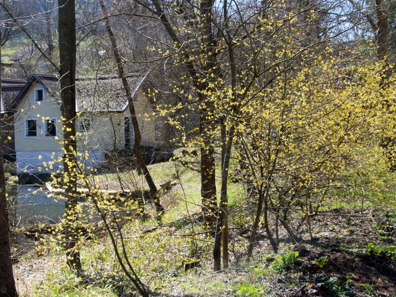 Datei:SG ST Teichbrücke Dirndlblüte.JPG
