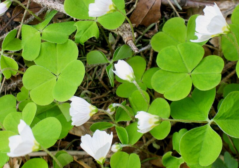 Datei:Wald Sauerklee.jpg