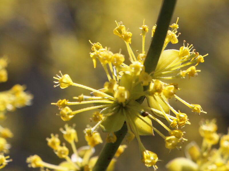 Datei:Büschel Dirndlblüte.JPG