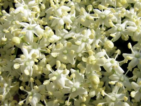 Hollerblüten Detail