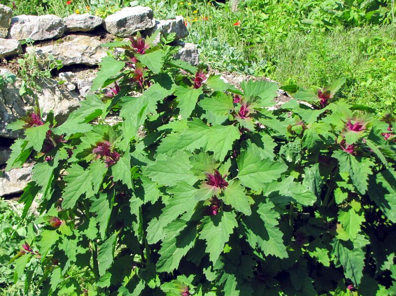 Datei:SG Mag-Melde.jpg