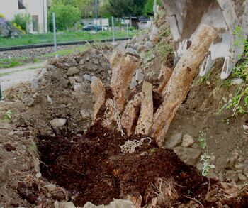 Stümmeldirndl Pflanzung - Steinschaler Gärten