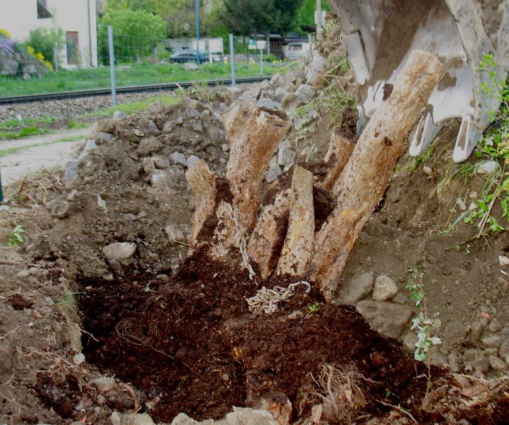 Datei:Stümmeldirndl Pflanzung.jpg