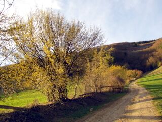Dirndlzeiler in Blüte kurz vor Tradigist