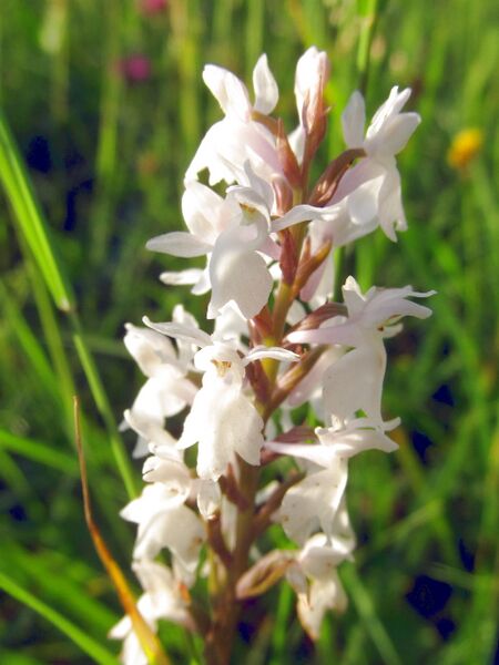 Datei:EST Orchidee Juni .jpg