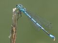 blaue Libelle