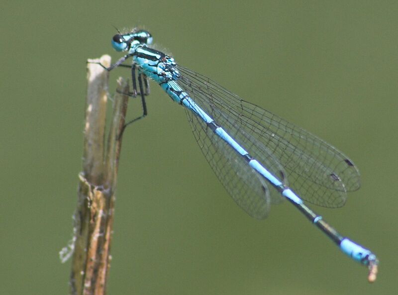 Datei:SG blaue Libelle.jpg