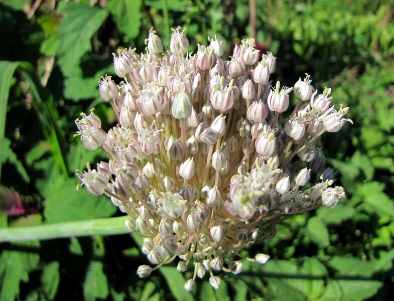 Datei:SG Alliumblüte3.jpg