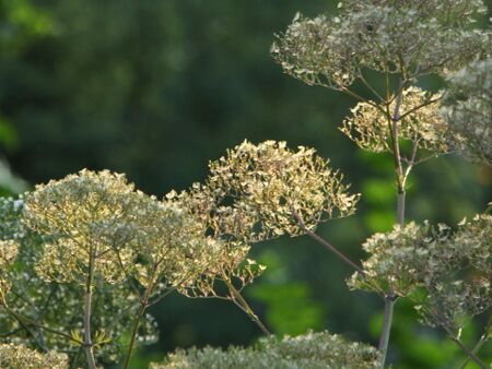 Baldrianblüten im Abendlicht