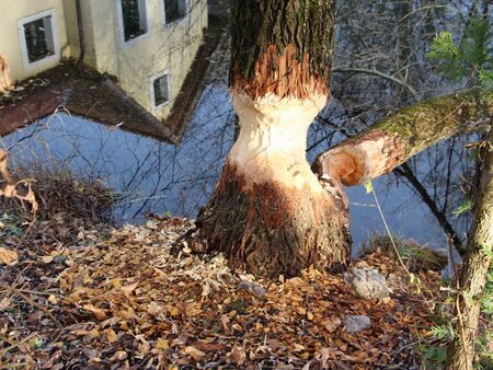 Biberweide bei Teichbrücke - Seminare in der Natur