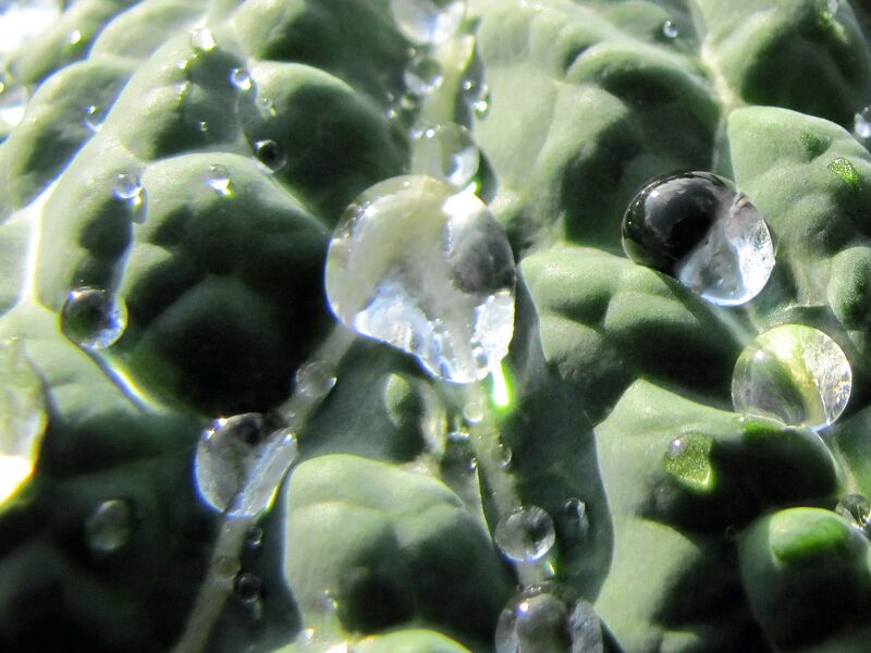 Datei:SG Krautblatt Tropfen .jpg