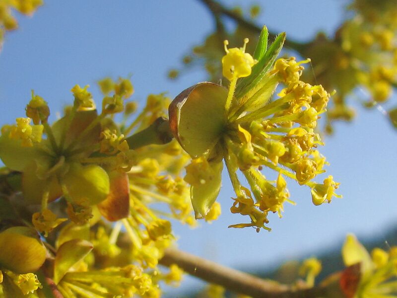 Datei:Ausklingende Dirndlblüte.jpg