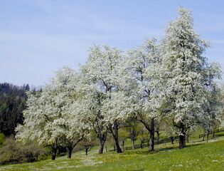 Birnbaumzeiler Blüte