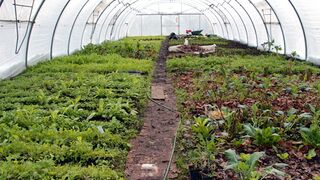 Folientunnel Pielachbettgarten - Ende Dezember