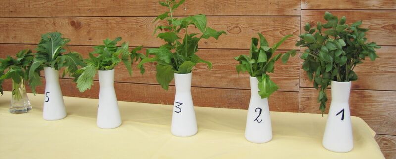 Datei:Wildkräuter raten - Incentive.jpg