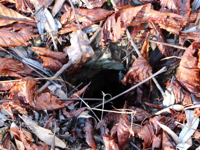 Datei:SG Biberbau im Damm Luftloch.JPG