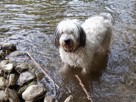 Dirndl im Bach beim Hundebadeplatz
