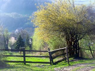 Dirndlbüte (Frondirndl) bei Scheikl