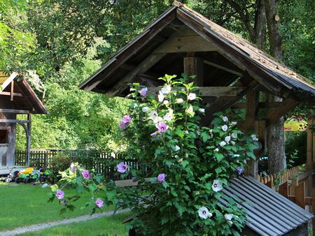 Malvenblüten im Gastgarten