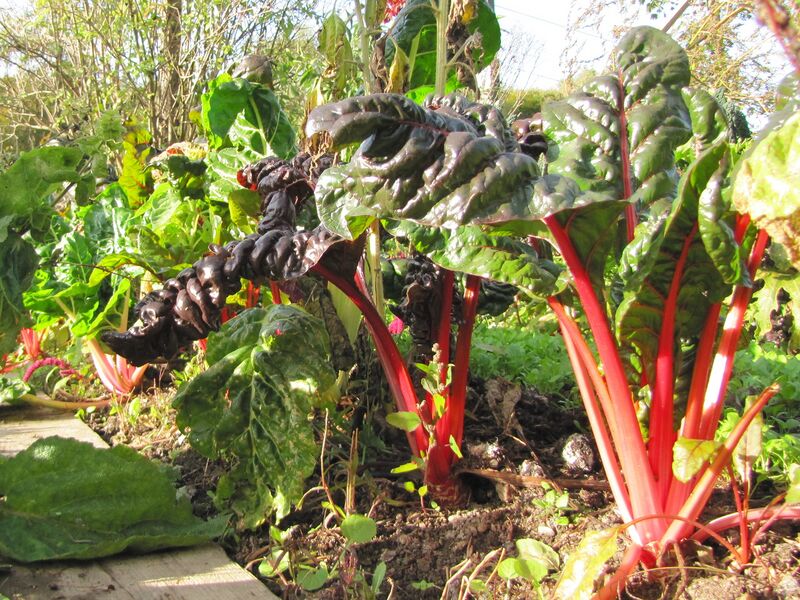 Datei:SG roter Mangold1.jpg