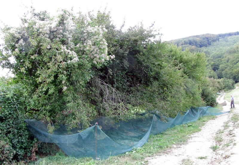 Datei:Dirndlzeiler Erntenetz.jpg