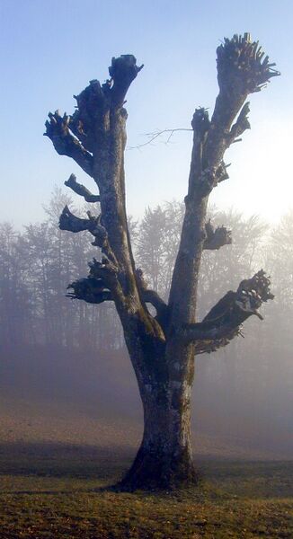 Datei:Geschnoater Baum Gaisbühel.jpg