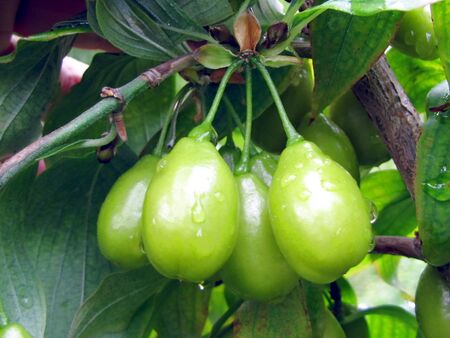 "Schönbrunner Dirndln" grün