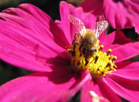 Biene auf Korbblütler
