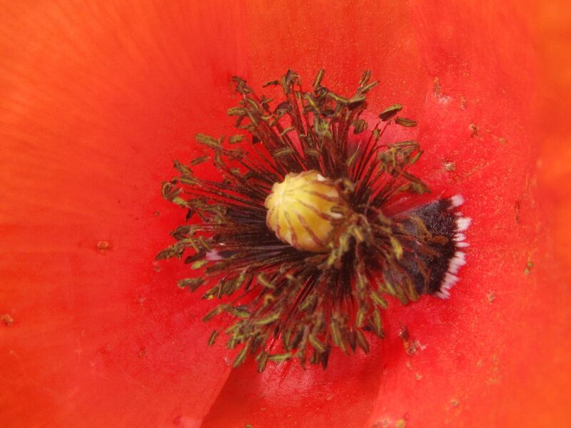 Datei:SG-Mohnblüte 3.jpg