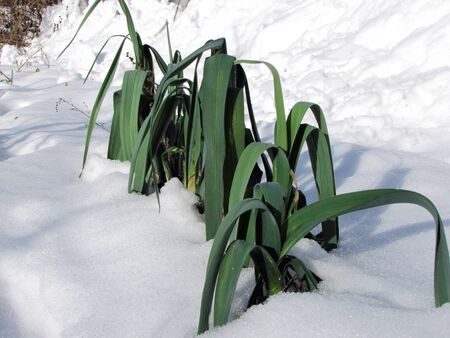 Lauch im Schnee
