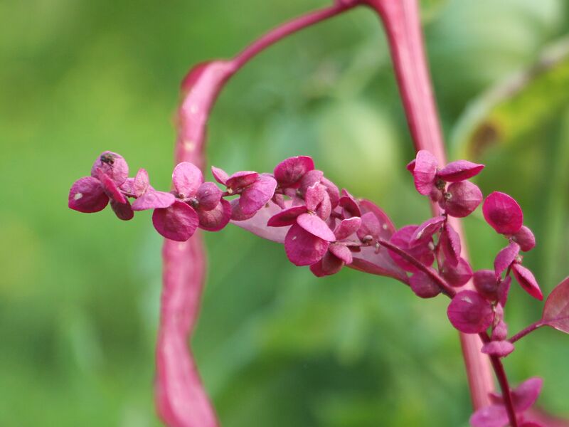 Datei:SG Samen rote Melde.jpg