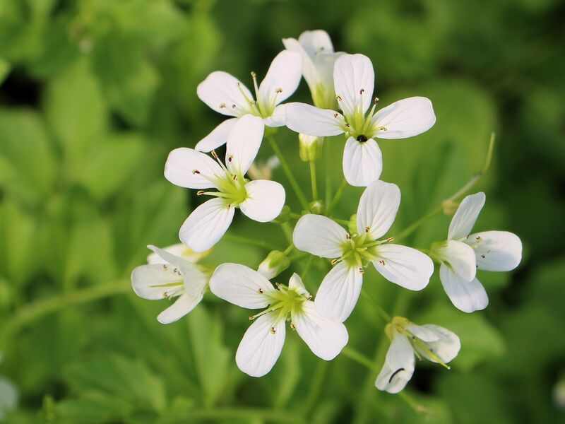 Datei:SF FT2 Brunnenkresseblüten.jpg