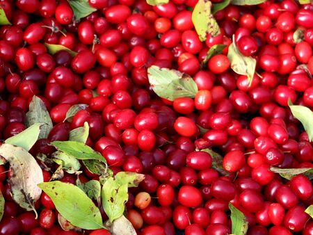 Dirndlernte: Ausgangspunkt für die köstlichen Produkte