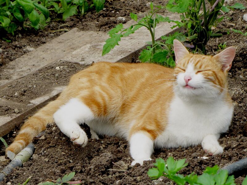 Datei:SG Gartenkatze rot.jpg
