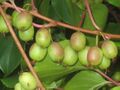 Kiwi am Strauch