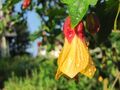 Abutilon Blüte