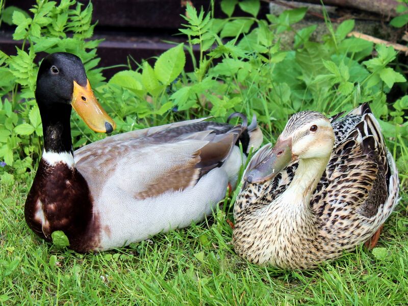 Datei:Sg Entenpaar.jpg