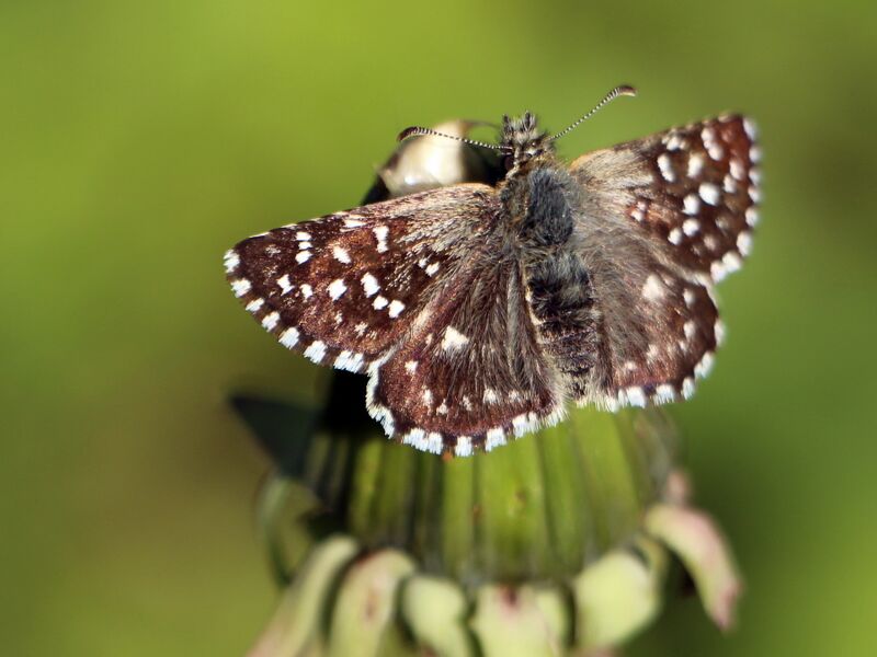 Datei:Pyrgus malvae kleiner Würfel-Dickkopffalter.JPG