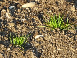 sehr junger Schnittlauch