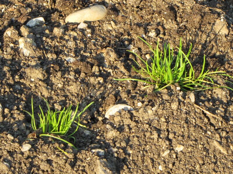 Datei:SG ganz junger Schnittlauch.jpg