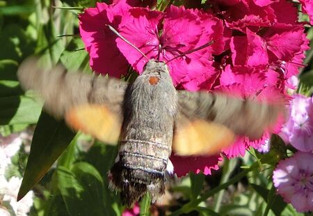 Taubenschwänzchen im Garten