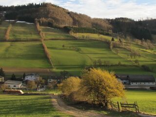 blühender Dirndlzeiler in Tradigist