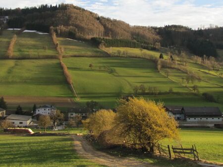 blühender Dirndlzeiler in Tradigist