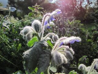 Borretsch-Blüte im Gegenlicht