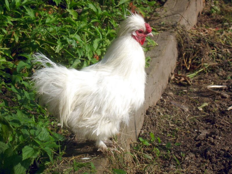 Datei:SG Huhn.jpg