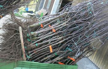 40 neue Birnbäume im Oktober 2009 - verschiedene Sorten