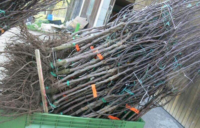 Datei:40 neue Birnbäume 10 2009.jpg