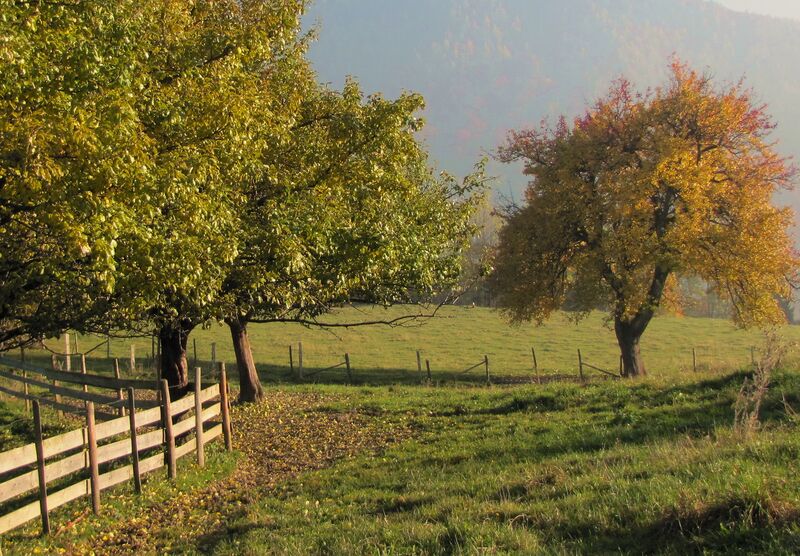 Datei:Herbststimmung Weide.jpg